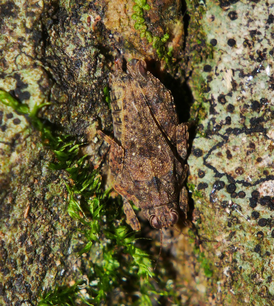 2 spot Brown and tan speckled pigmy moss hopper Tepperotettix sp. aff. Tepperotettix reliqua Cladonotinae Tetrigidae Tetrigoidea Orthoptera Mandalay Rainforest Airlie Beach P1070049