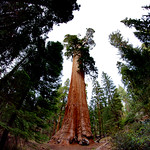 2015-09-29_17-59-40_USA_NP_Sequoia_KingsCanyon_K_JH General Grant Grove Trail
Sequoia National Park walk
author: Jan Helebrant
location: Sequoia National Park, California, United States of America
remark: GPS location for rough location only
&lt;a href=&quot;http://www.juhele.blogspot.com&quot; rel=&quot;noreferrer nofollow&quot;&gt;www.juhele.blogspot.com&lt;/a&gt;
license CC0 Public Domain Dedication