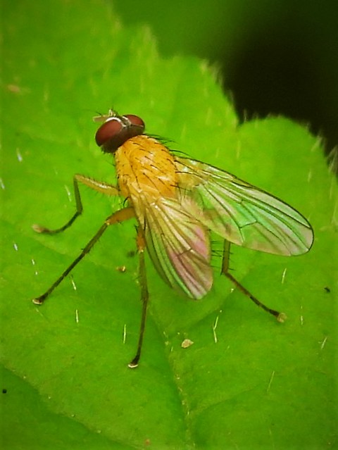 Small Orange Fly - Homoneura?