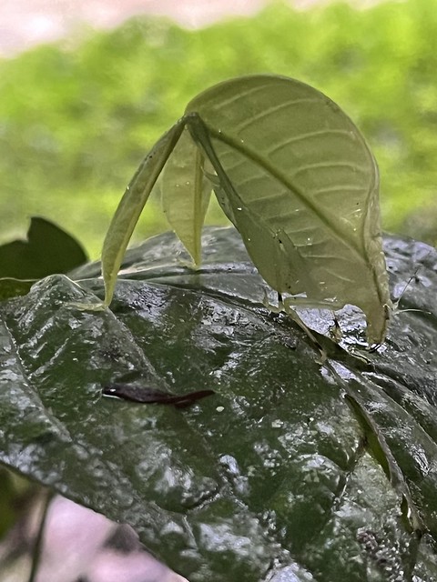 Leaf Legged katydid