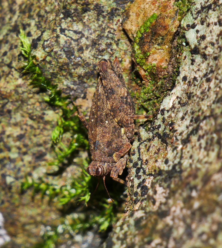 2 spot Brown and tan speckled pigmy moss hopper Tepperotettix sp. aff. Tepperotettix reliqua Cladonotinae Tetrigidae Tetrigoidea Orthoptera Mandalay Rainforest Airlie Beach P1070045