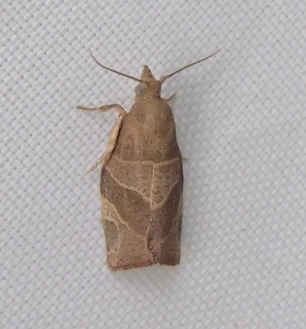 Pandemis limitata - Three-lined Leafroller - Hodges#3594
