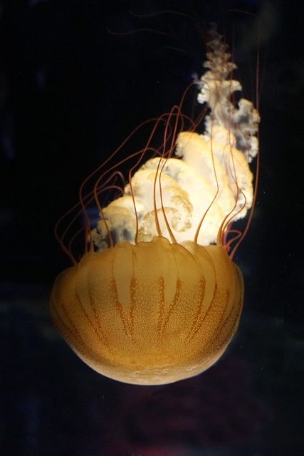 Mass-01898 - Sea jellies
