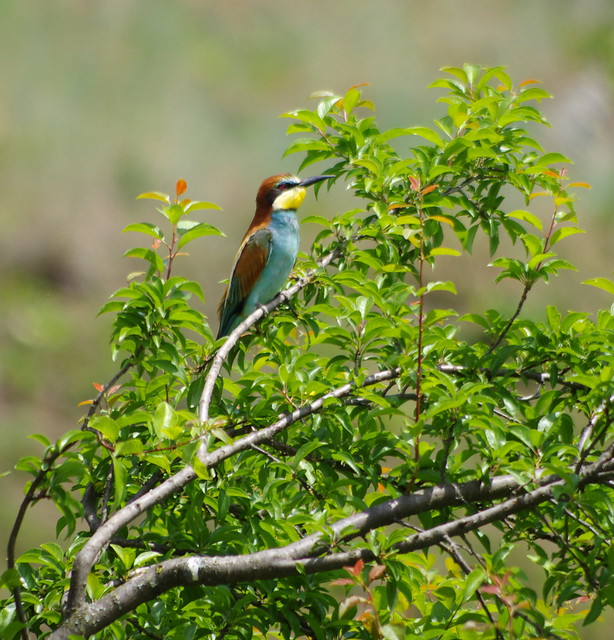 A story with bee-eaters