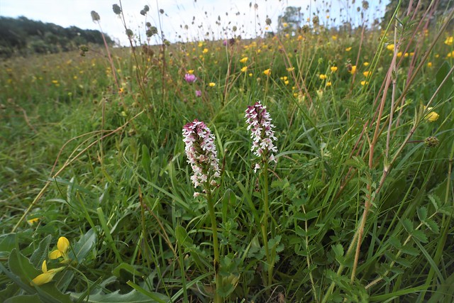 Burnt Orchid (Neotinea ustulata) - Yorkshire Dales, 1 of 3