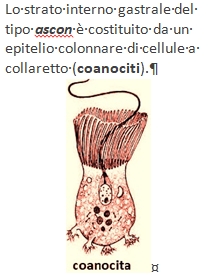 coanocita