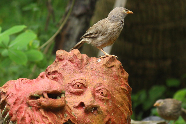 Sculptures and birds