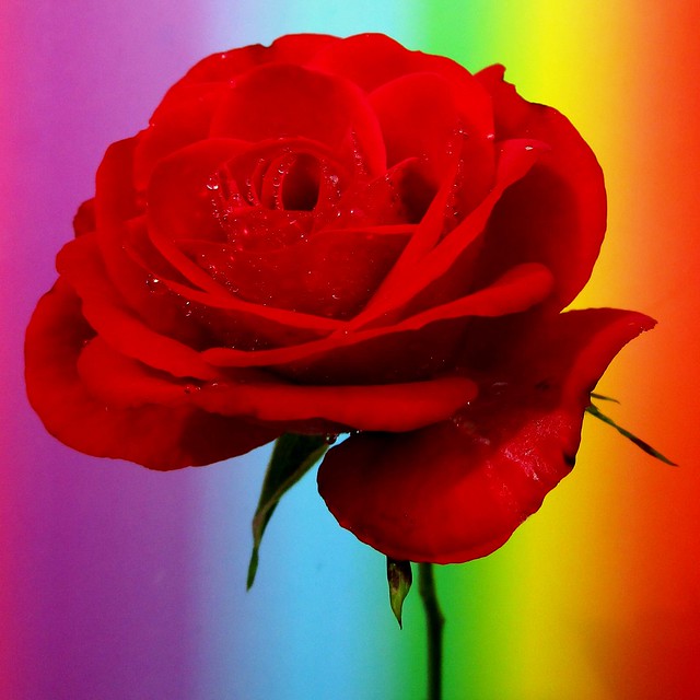 Rainbow Rose                                      (Please read my poetry)