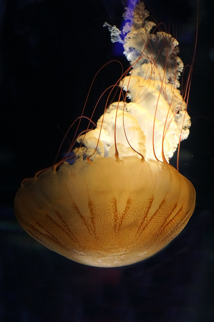 Mass-01897 - Sea jellies