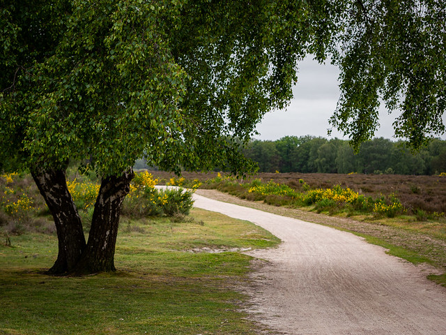 Westerheide 2023: Path under a tree