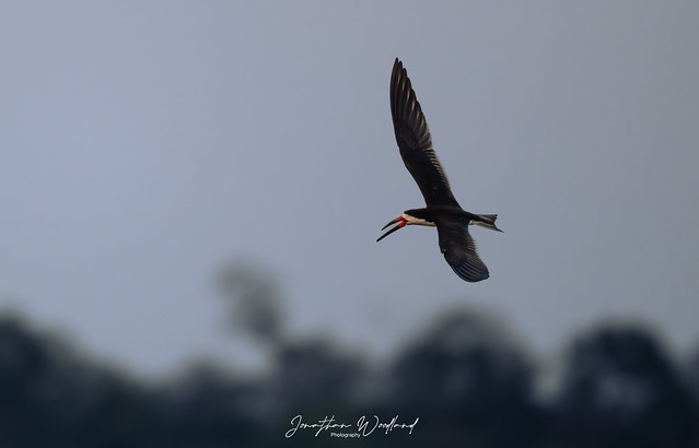Black Skimmer , Pantanal , Brazil