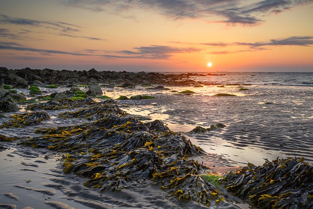 Kelp at daybreak