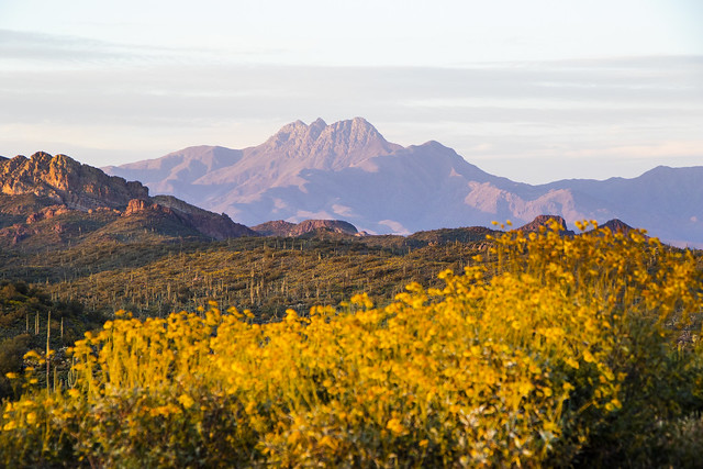 Flowers and Four Peaks