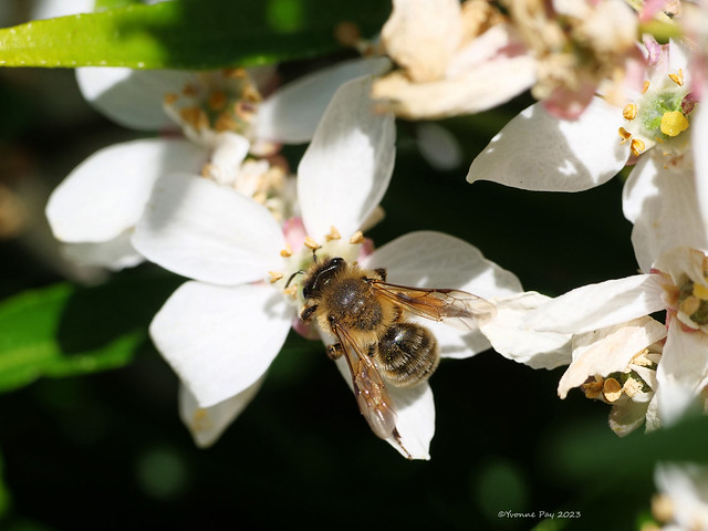 Bee on Choisya