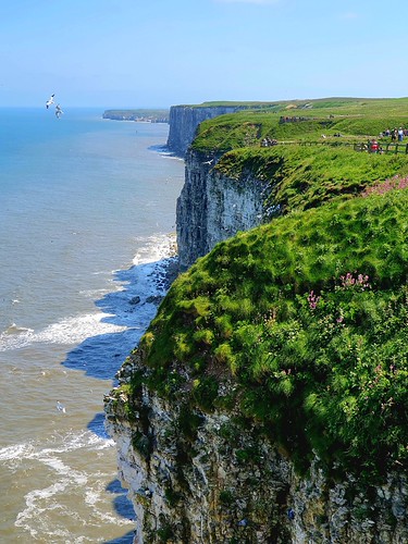 RSPB Bempton Cliffs | by Macro light