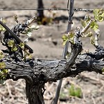 Tempranillo vine Tempranillo vine, Triassic Vineyards, Tehachapi CA.