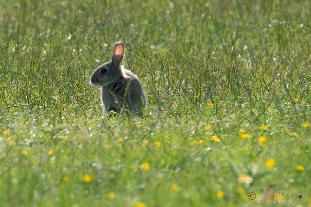 Rabbit ( Explored 06-07-23 )