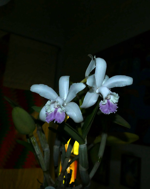 Cattleya intermedia var. amethystina 'Aranbeem' species orchid