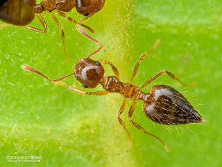 Ant (Crematogaster sp.) - P5219746