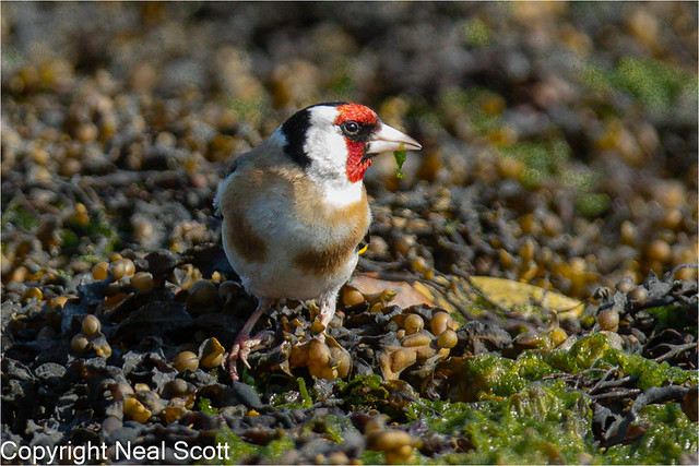 Goldfinch on the foreshore