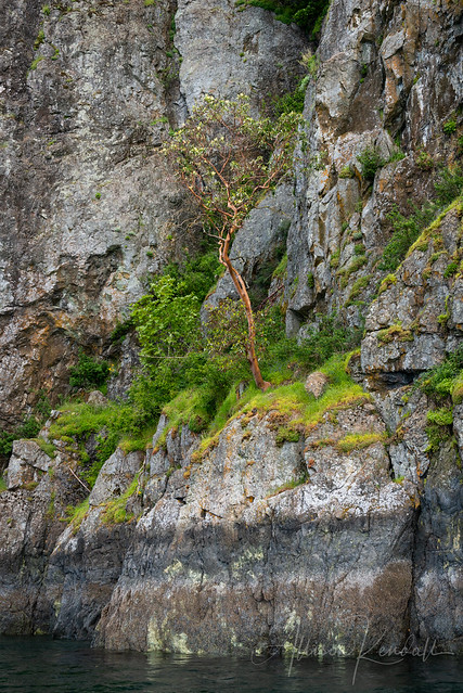 Lone madrone, Copper Cliffs