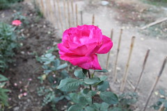 Rosa Rosa - Pink Rose