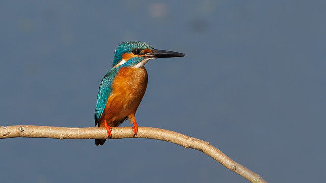 A Common Kingfisher above a small lake fishing
