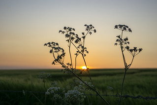 Cow Parsley and Sunset