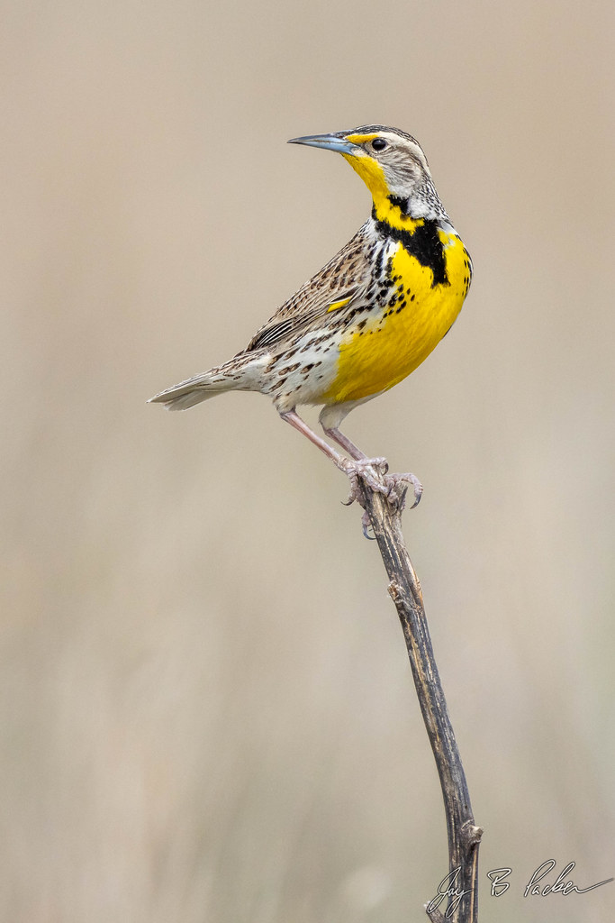 Western Meadowlark