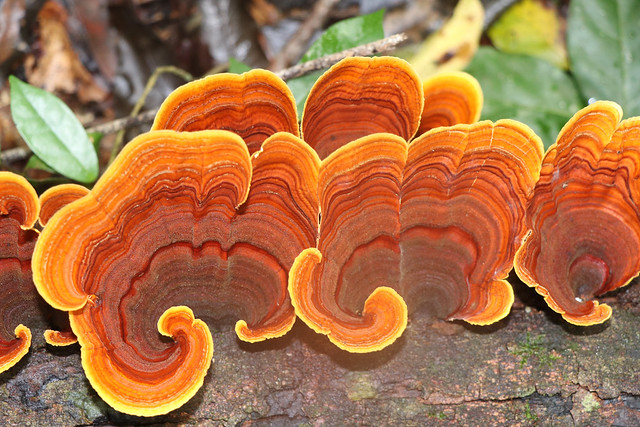 Stereum ostrea :: This species of leather fungi is recognized by its bright yellow-orange growing margin.