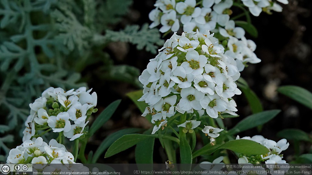 十字花科(Brassicaceae)＿香雪球(Lobularia maritima)