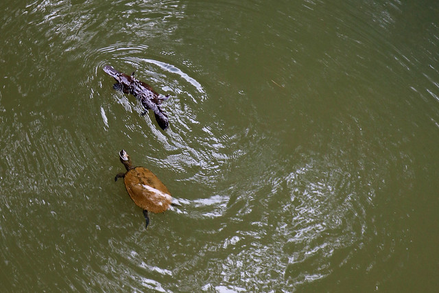 Platypus and Turtle Play, Broken River, Q, Australia