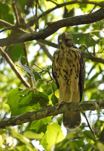 red-shouldered hawk fledgling