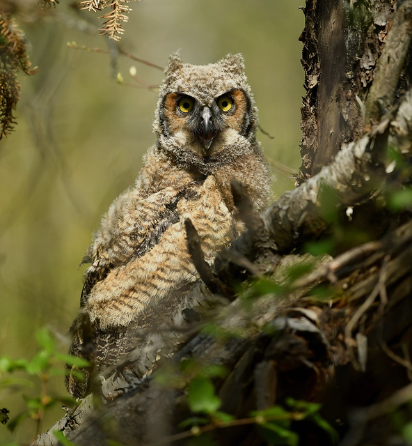 Grand-Duc d'Amérique juvénile - Great Horned Owl