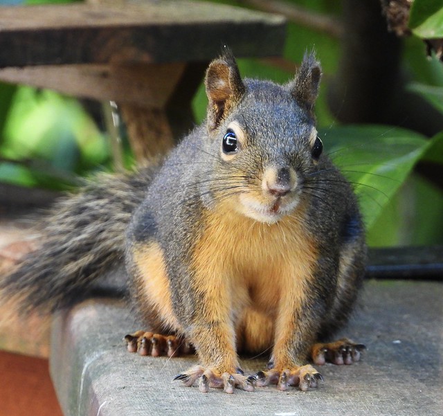 Douglas Squirrel - female
