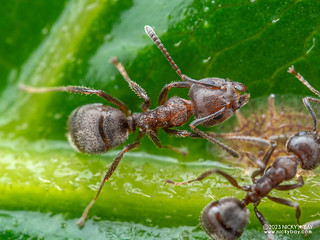 Ant (Dolichoderus thoracicus) - P5219759