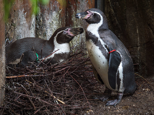 Brooding Humboldt Penguins