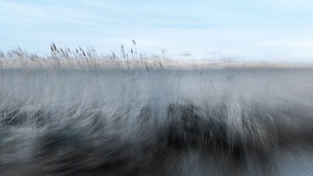 into the reeds // 2