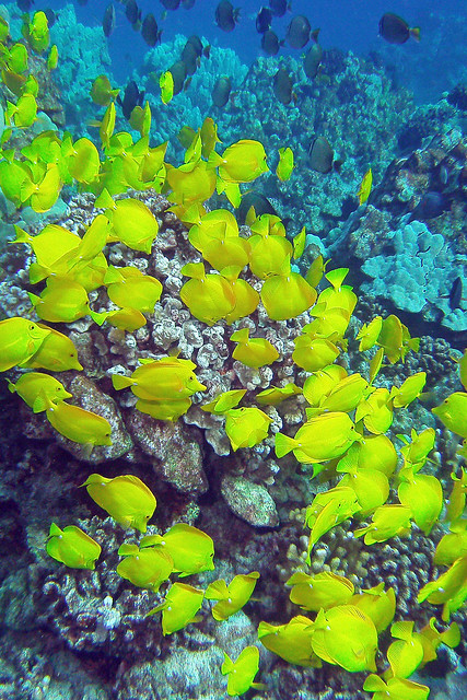 crowded reef