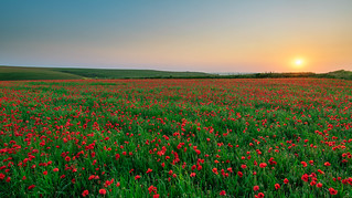 West Pentire Poppies at Dusk.