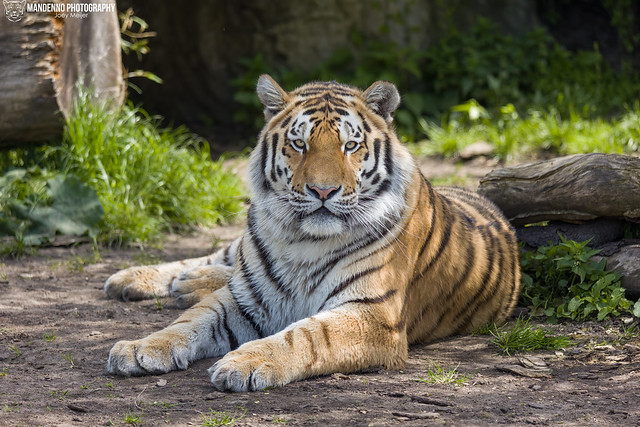 Siberian Tiger - Zoo Hluboka - Czech Republic