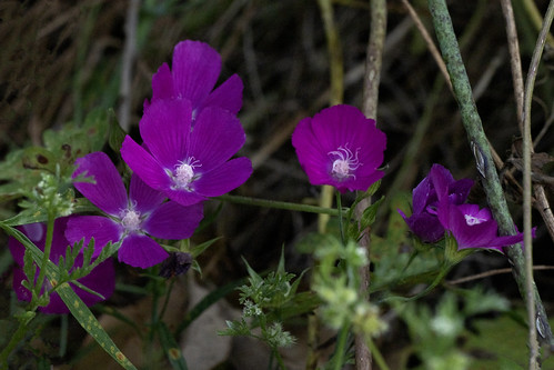 kh0831 texas malvaceae flora wfgna purple 5petals sonyα1 2023yellowstonetrip day03