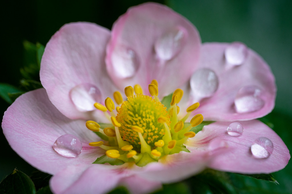 Little pink strawberry blossom after a rain shower