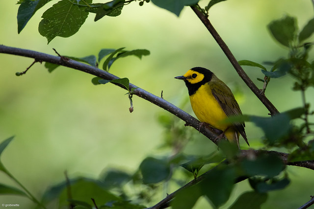 Hooded Warbler