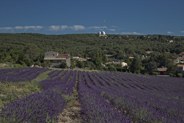 Saint Michel l'Observatoire - l'Observatoire and Lavender Fields