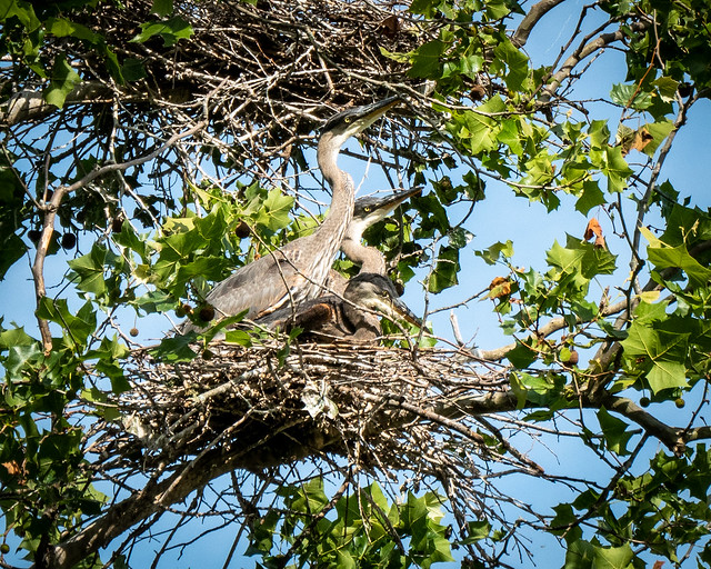 Great Blue Heron nest, Radnor Lake State Park, Nashville 5/16/23