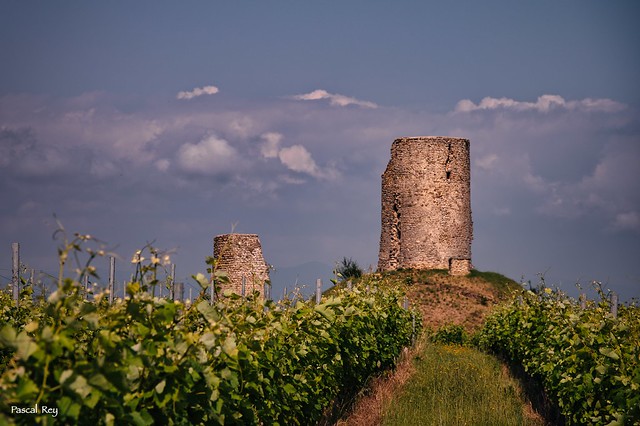 Parmi le vignoble de Mercurol, les ruines du château...