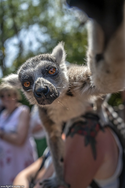 This lemurian likes cameras (Explored June 2023)