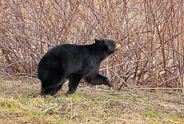 Beautiful Black Bear Sprinting Away From Me