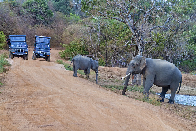 大象母子 Wild elephants